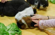 2021-01-28 : Nos copains les petits animaux 