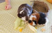 2022-04-30 : Avec nos copains à 4 pattes