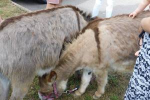 2022-06-23 : Avec nos copains Kiwi et Jackson, les ânes nains